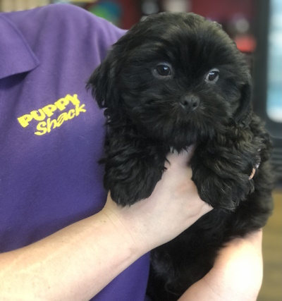 Absolutely lovable black Maltese x Shih Tzu and Malshi puppy dog held in loving arms at Puppy Shack Brisbane.